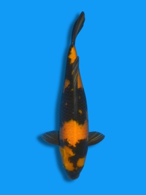 Ki Utsuri kaufen | Koi&Co.